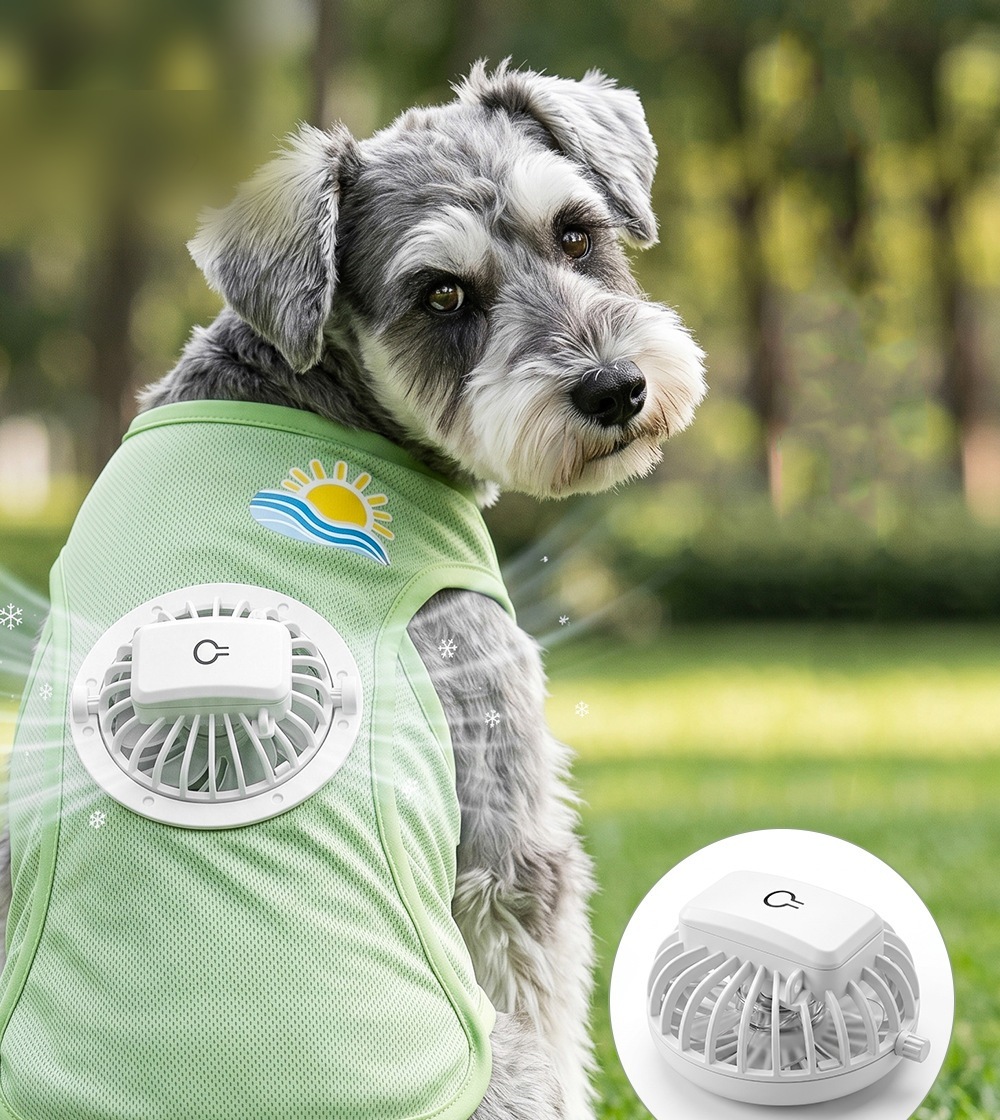 Chó Schnauzer mặc áo quạt làm mát màu xanh cốm ngoài công viên